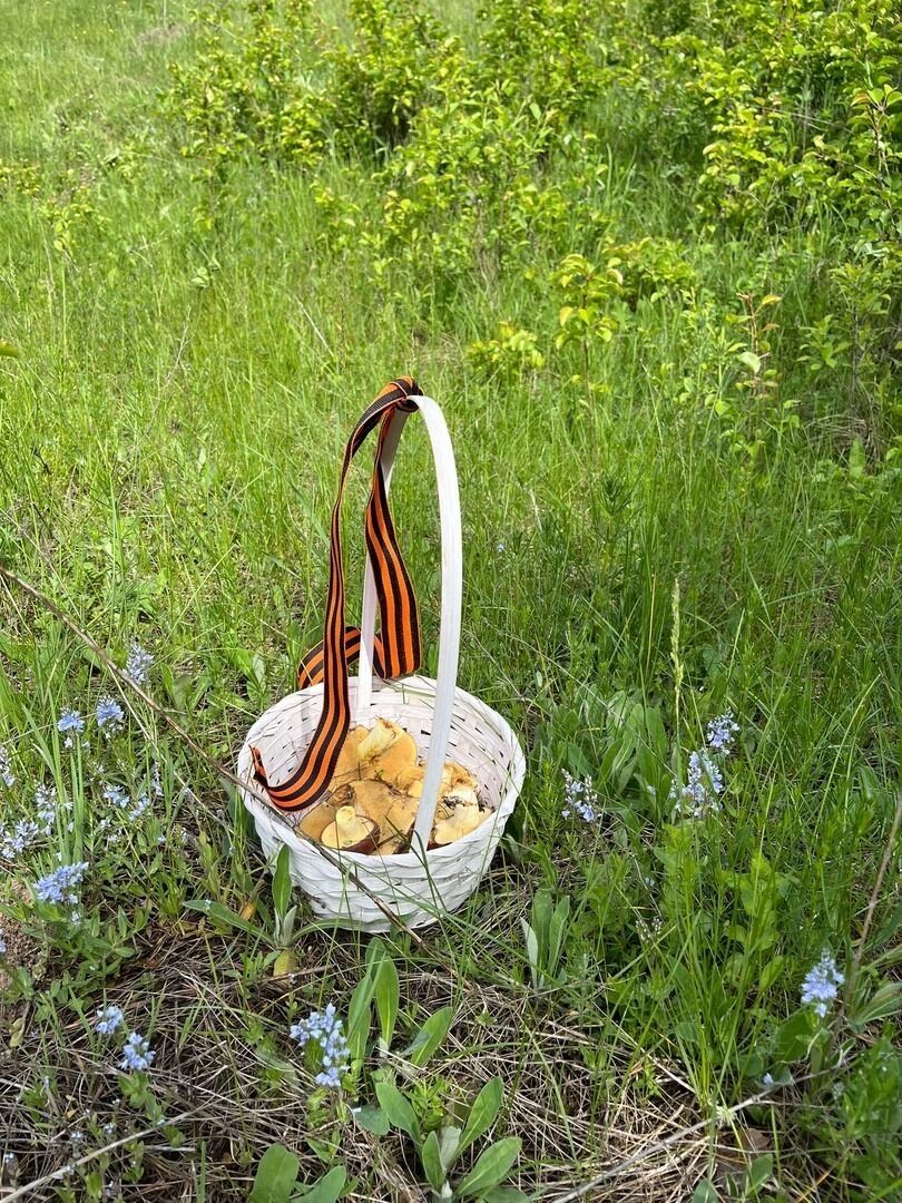 Найденные после дождей грибы