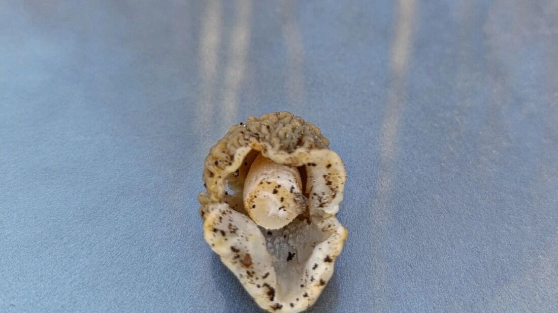 Сморчки в Борском округе