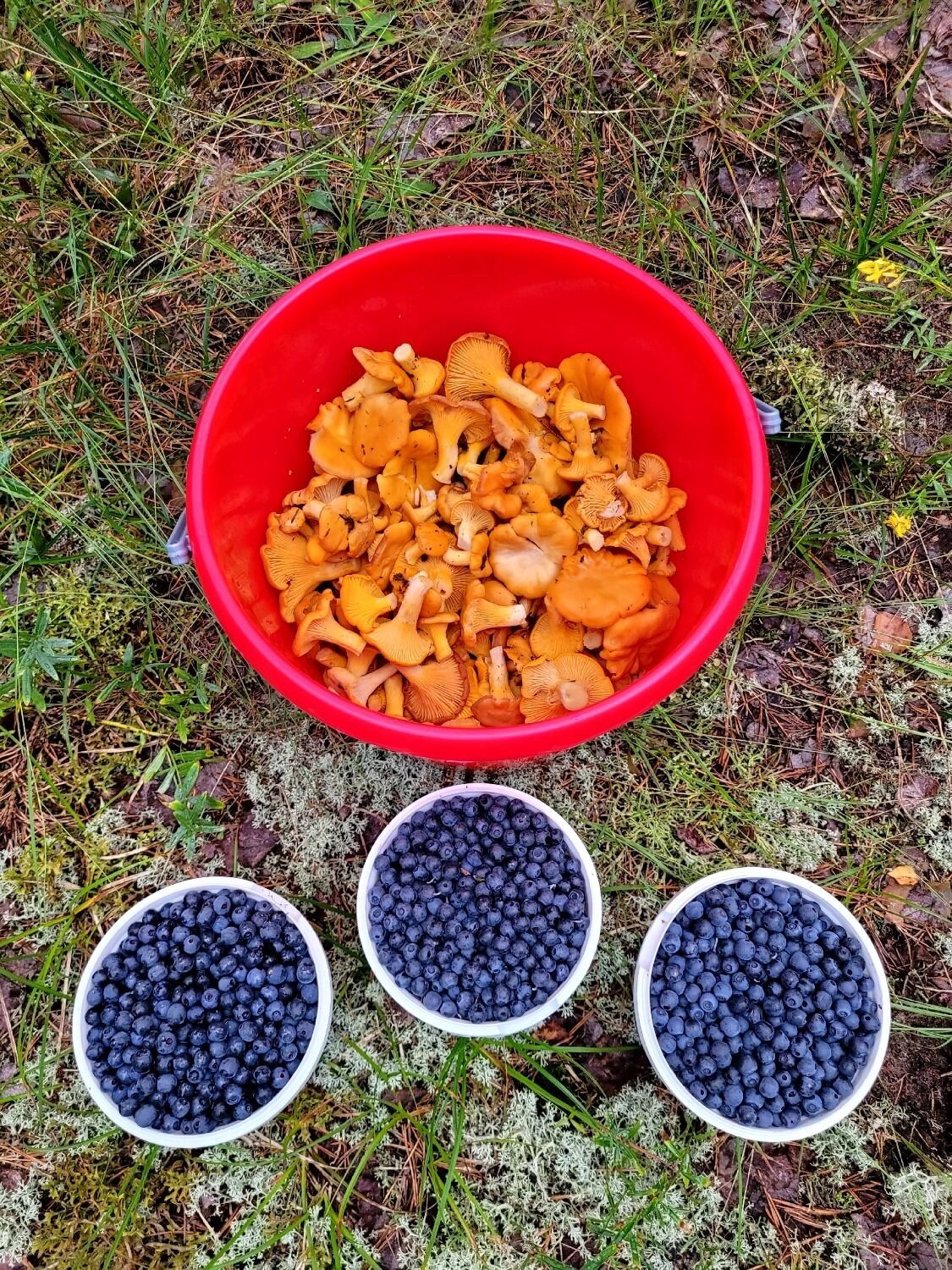 Черника и лисички