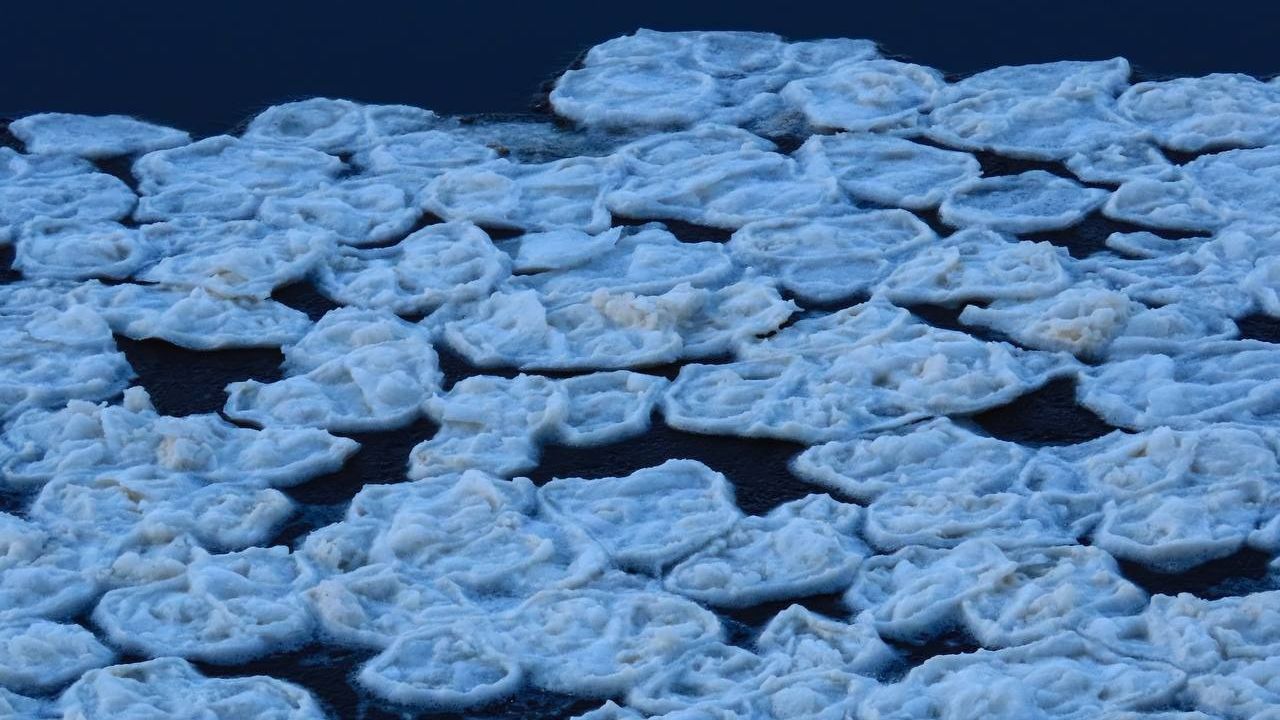 Уникальные ледяные «блинчики» заметили на водоеме под Петербургом (фото)