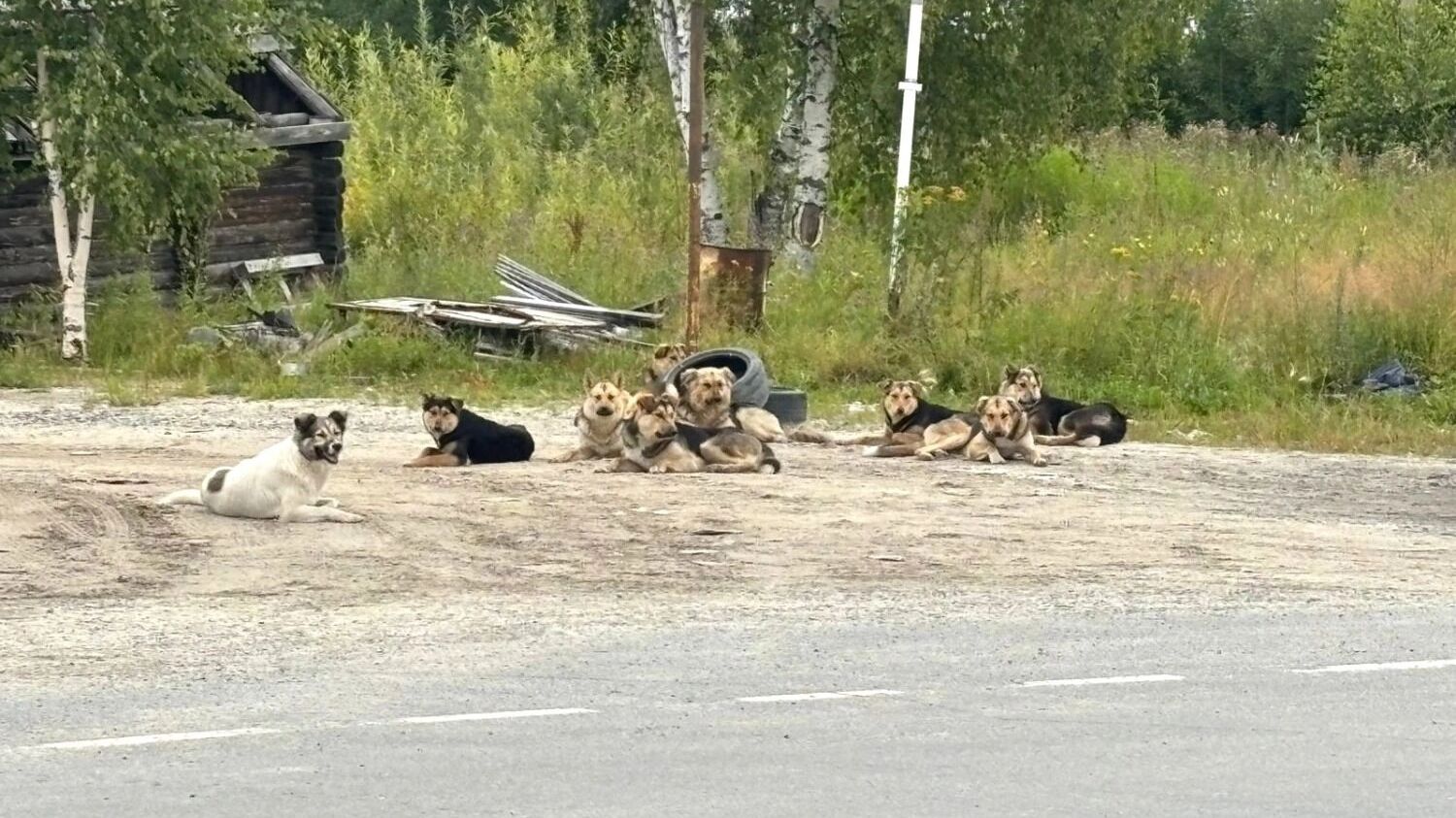 Люди боятся проходить мимо стай