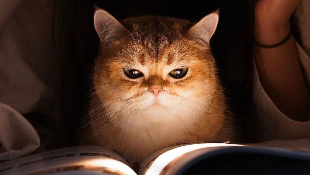 Подборка книг по уходу за кошками