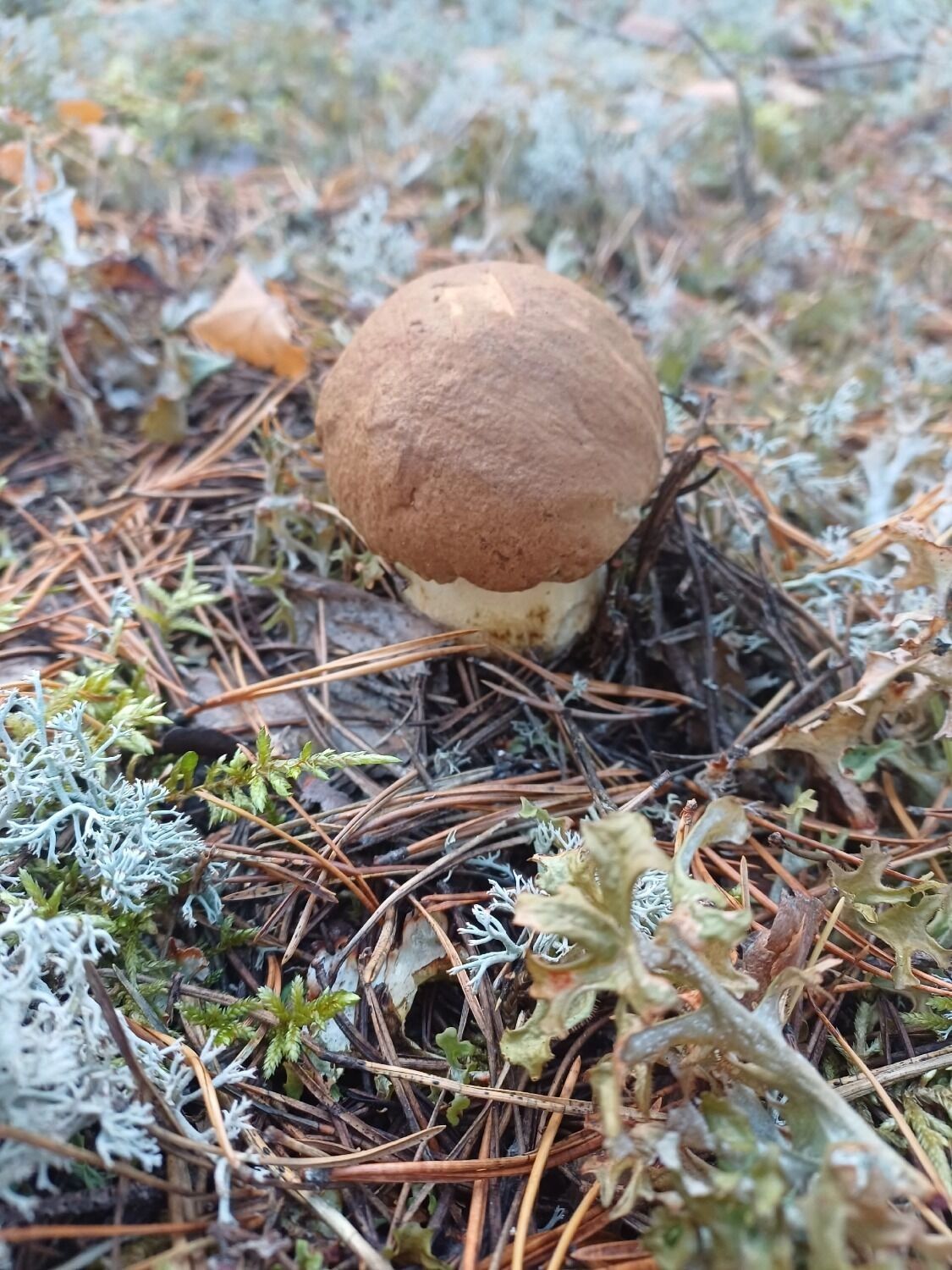 Боровики обнаружились 11 октября в Красновишерском районе