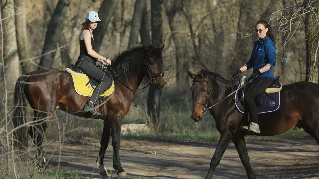 В Волжском ночью неизвестный живодер пытался убить лошадей, один конь погиб