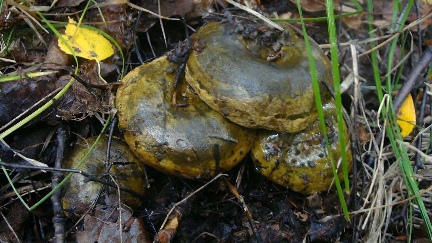 черные грузди