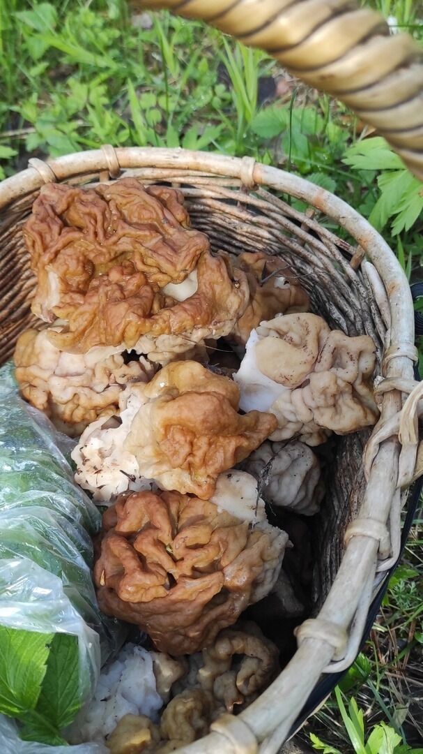 Грибы Городецкого округа