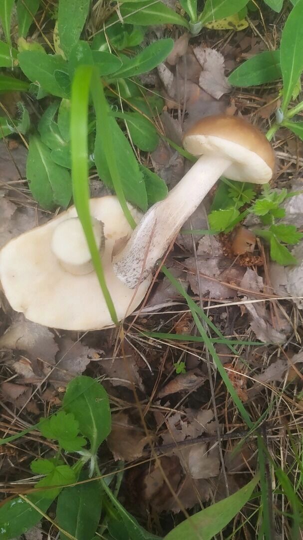 Грибные находки белгородцев