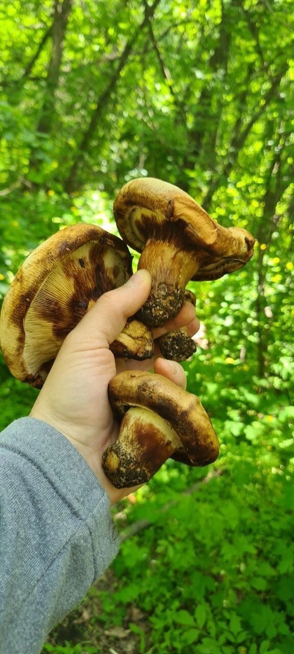 Грибники Оренбуржья собирают в лесах подберезовики и шампиньоны