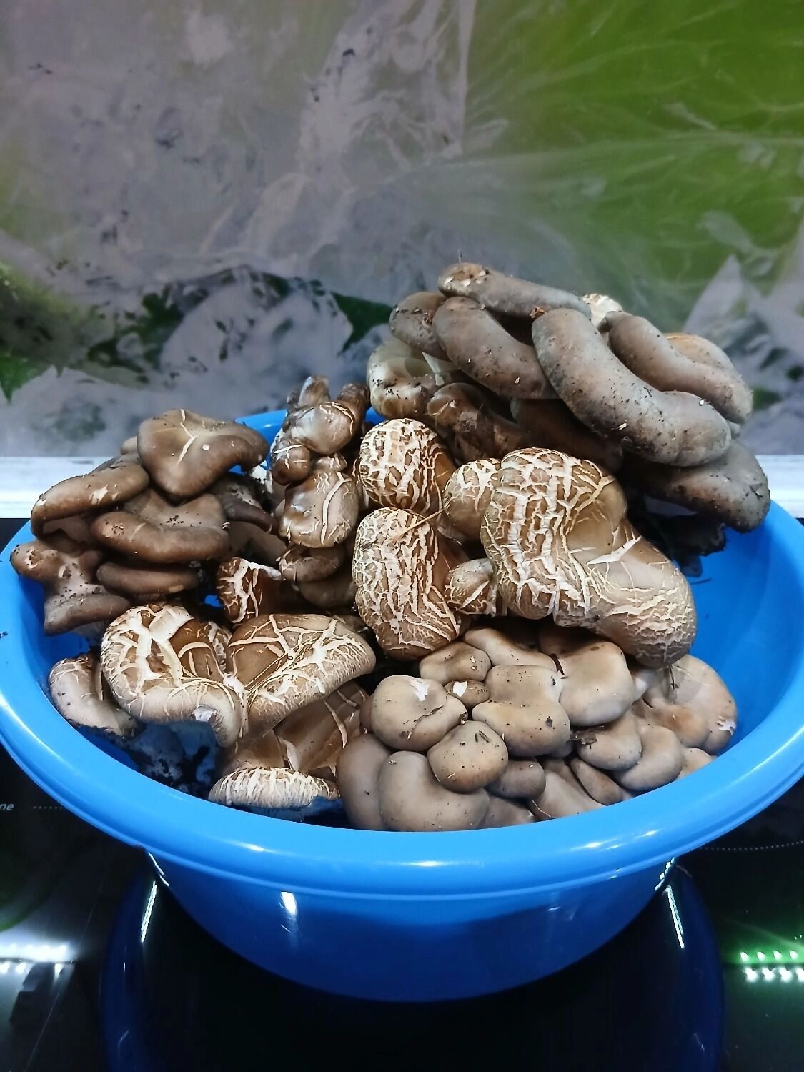 Грибы в Оренбуржье