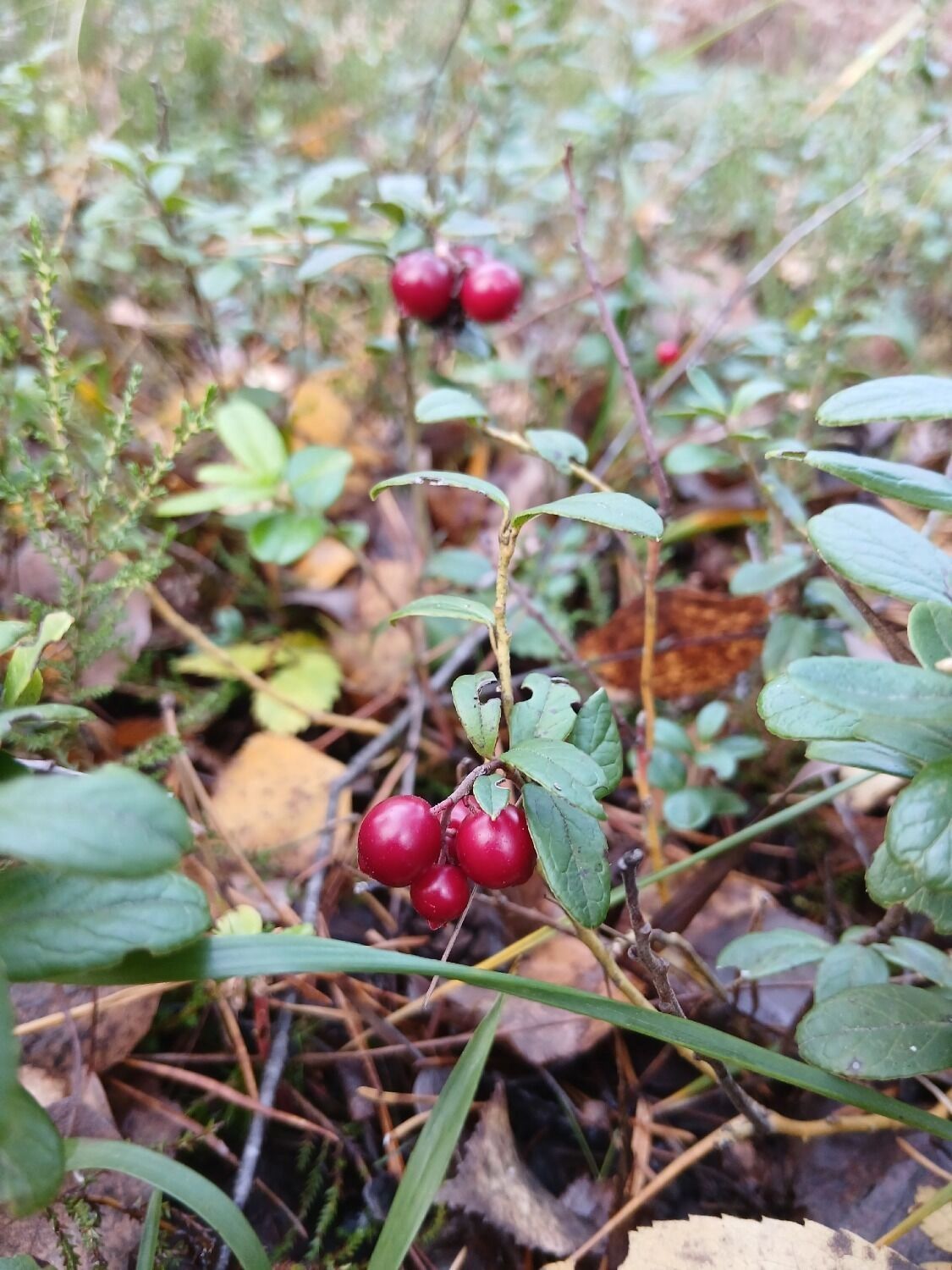Черника и клюква в Володарском округе