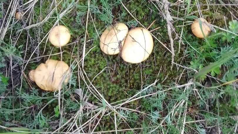 Первые маслята в Нижегородской области