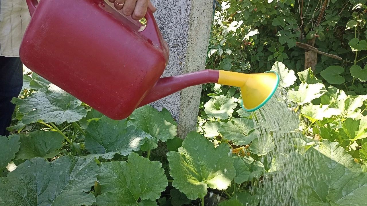 На фото: полив грядок из лейки