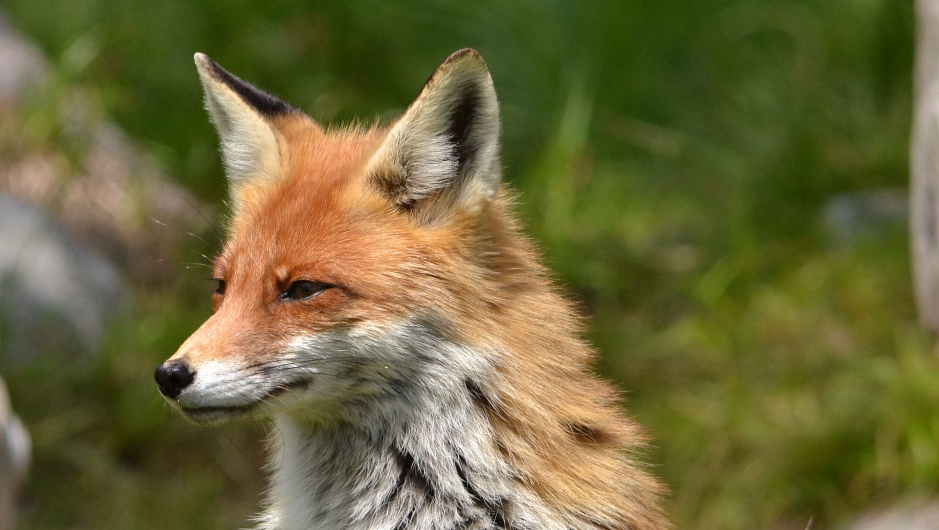 Лисицы стали чаще наведываться в Петербург