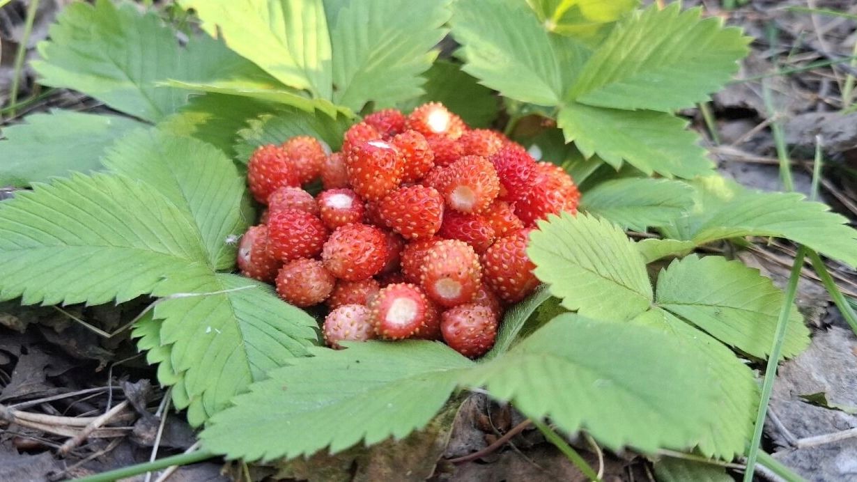 Землянику заметили в Бутурлинском округе