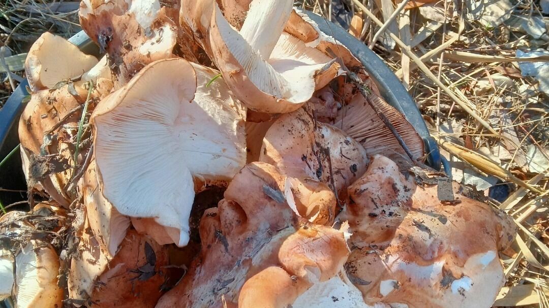 Грибы в Оренбургской области в октябре