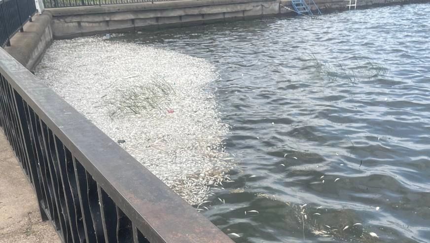 В Воткинском пруду, где погибла рыба, превышено содержание органических веществ