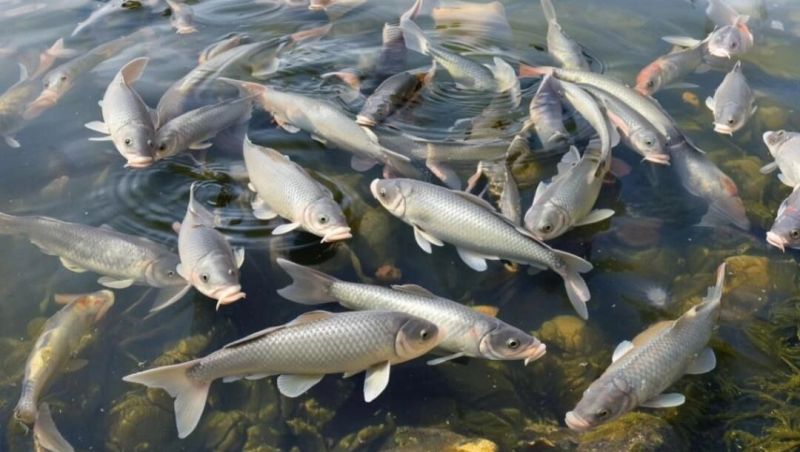 Помогли рыбаки: белгородская администрация «выпустила» в пруд ИИ-карасей