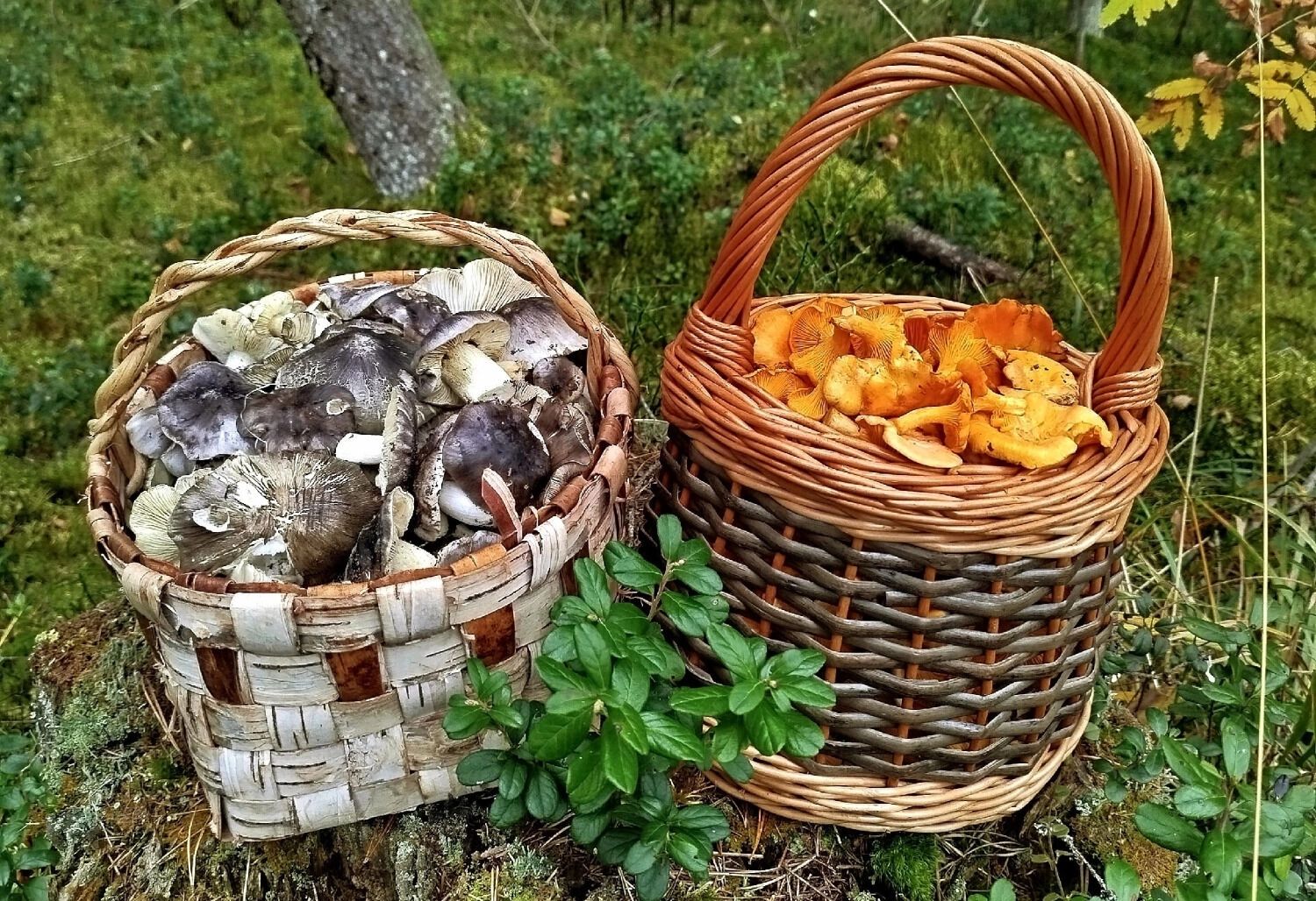 Грибов в Нижегородской области становится все меньше