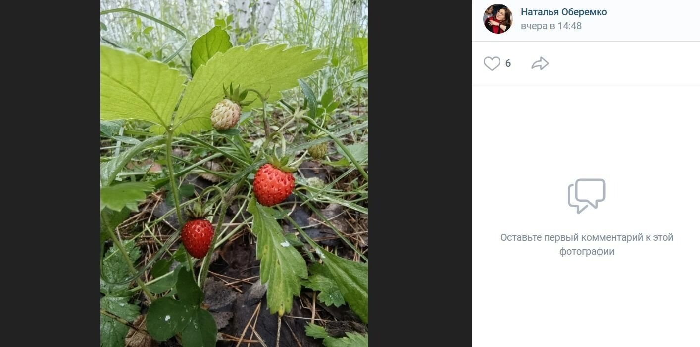 Земляника в поселке Дачный
