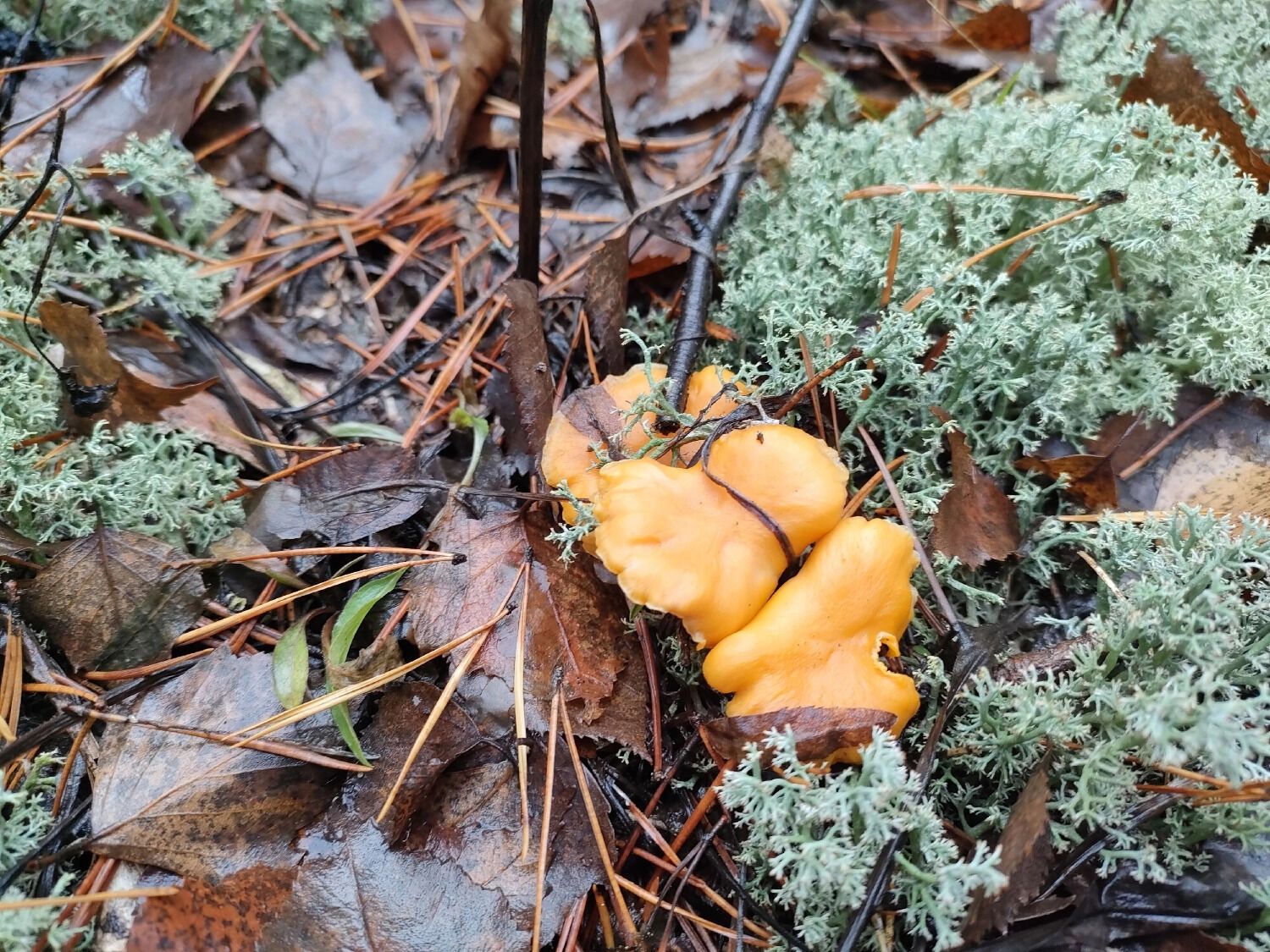 Иногда грибы прячутся прямо под ногами