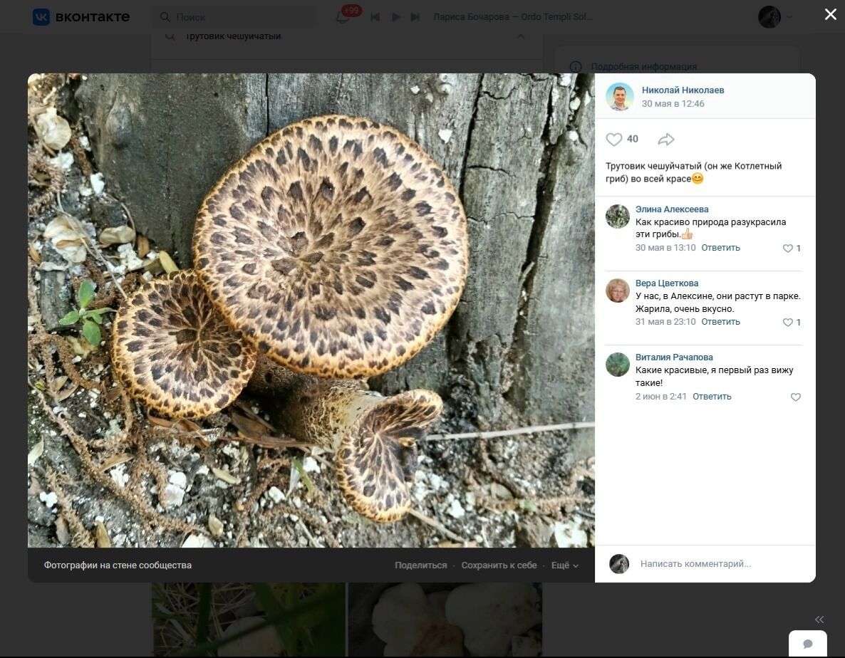 Леопардовый гриб