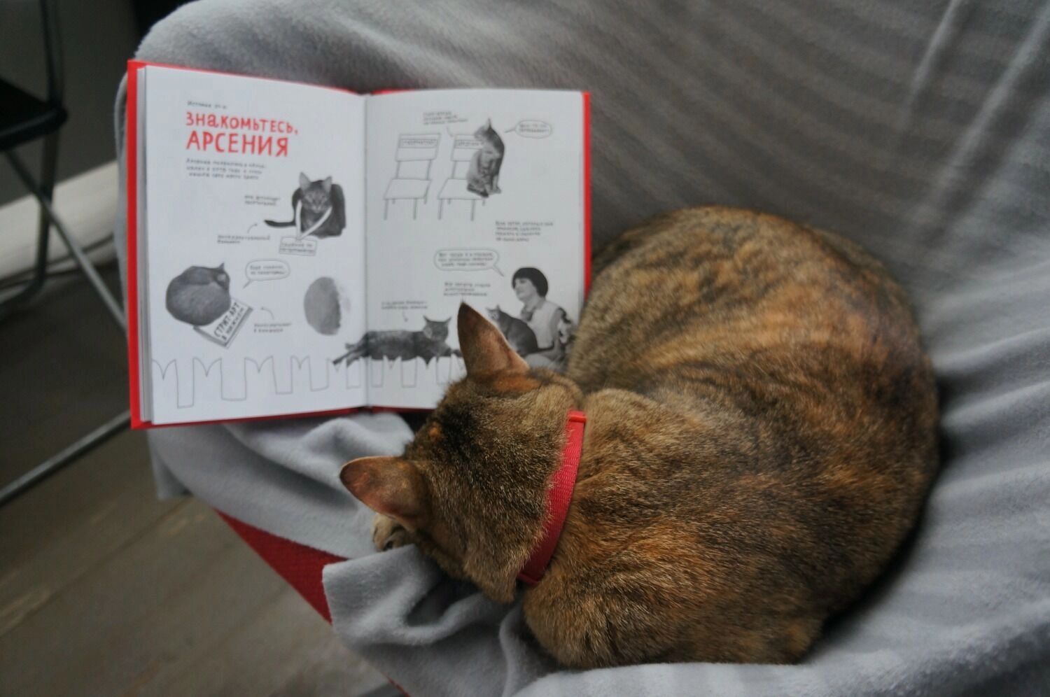 Арсения — героиня книг, статей и комиксов