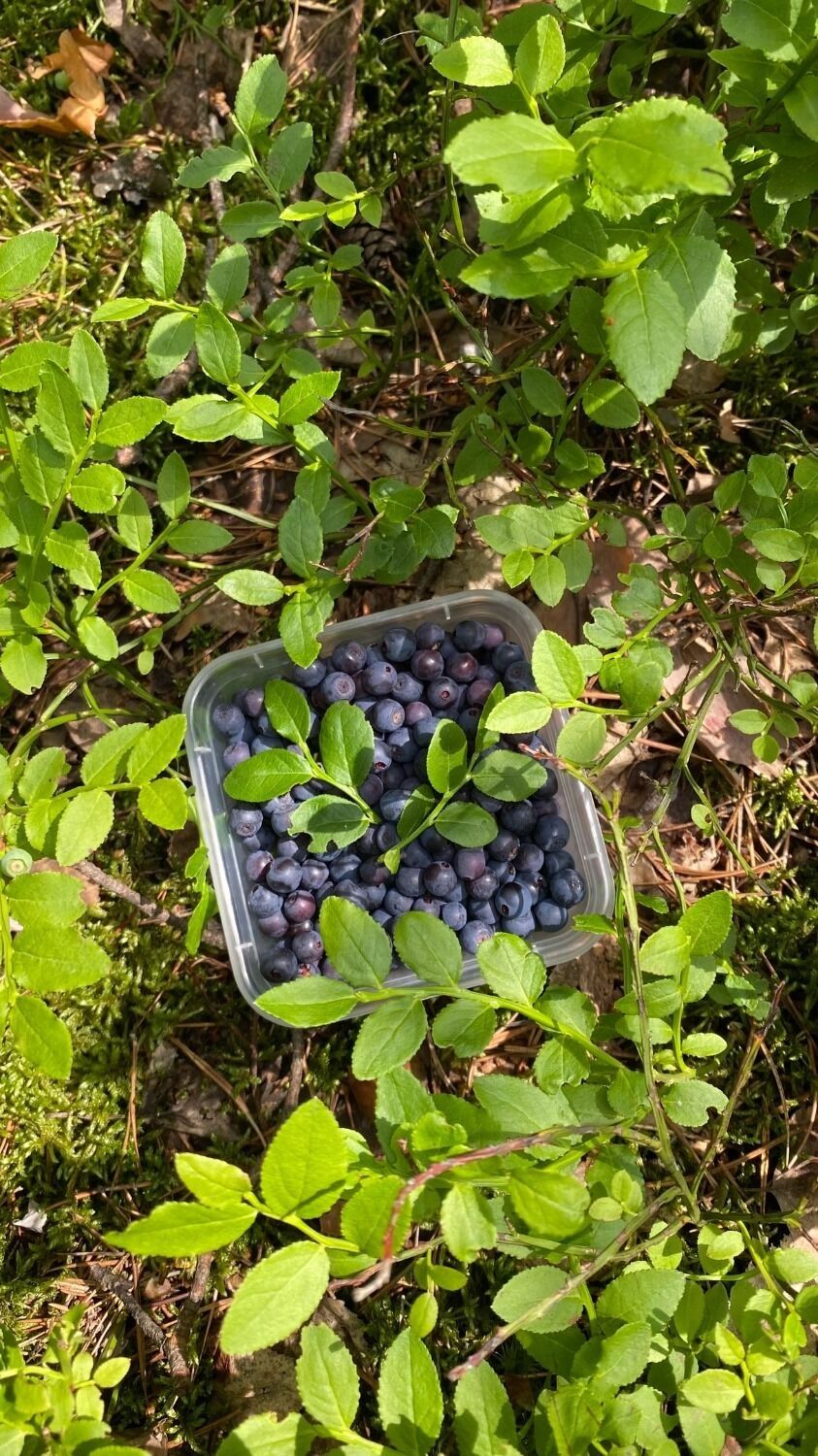 Ягоды в нижегородских лесах