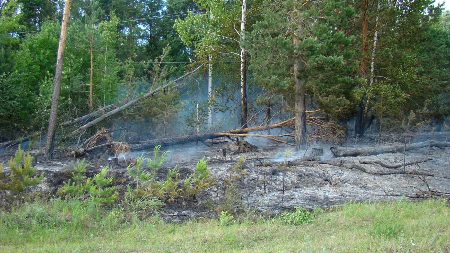 Лесной пожар у деревни Пиголи в 2010 году