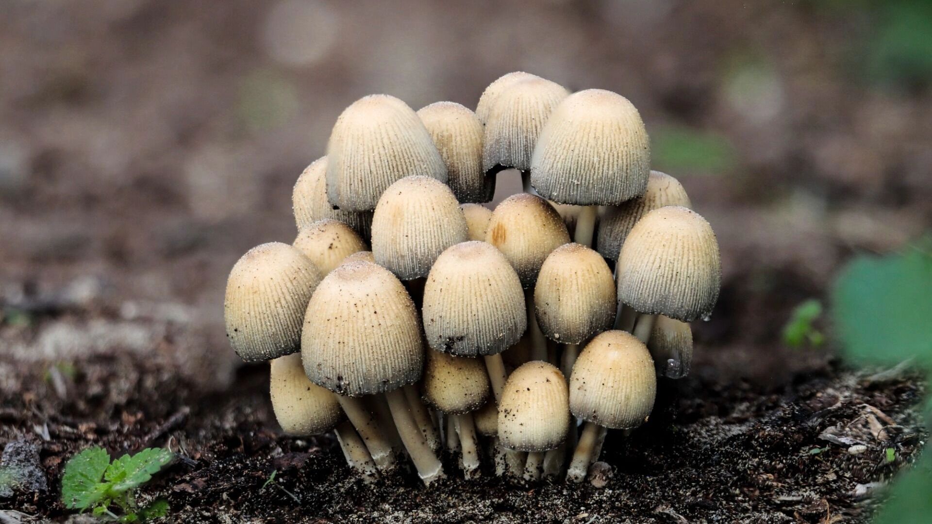 Мерцающие навозники