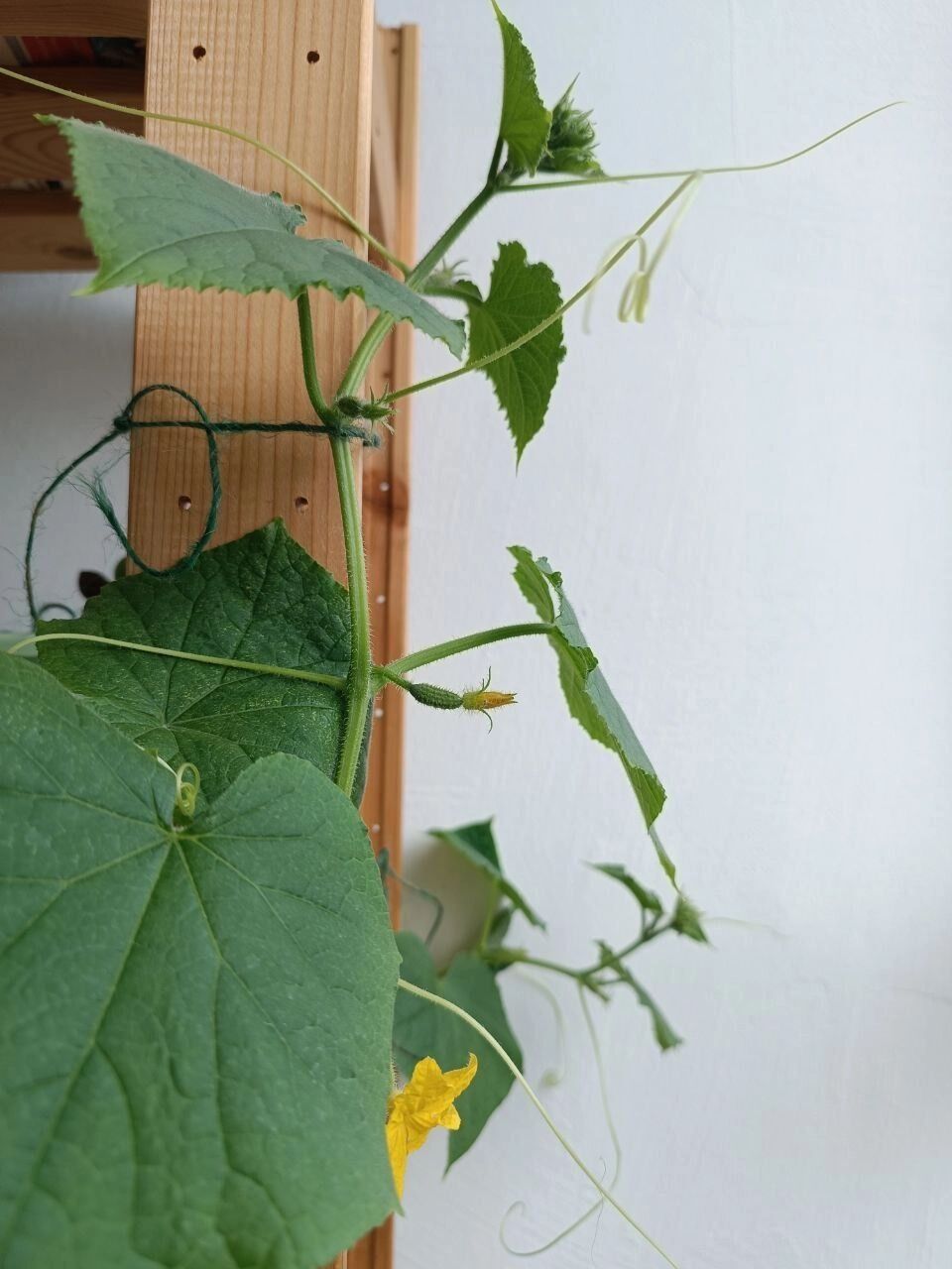 Моя рассада в мае 2025 года