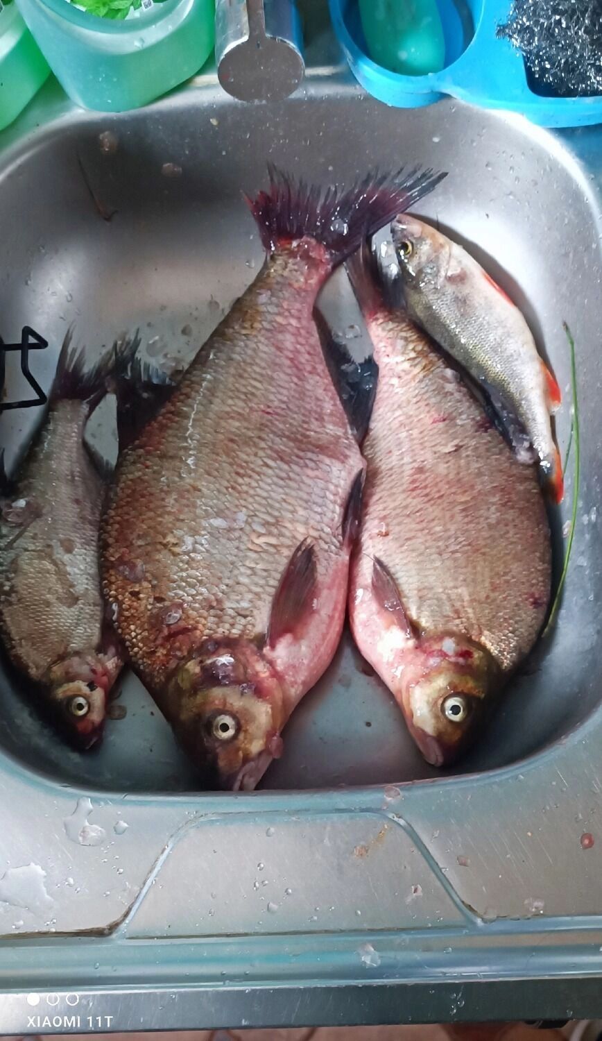 Рыба водится в&nbsp;Оке в&nbsp;Павлове