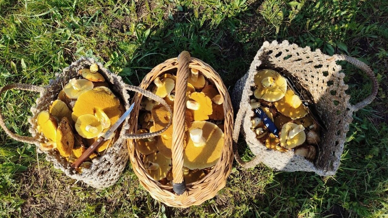 Найденные после дождей грибы