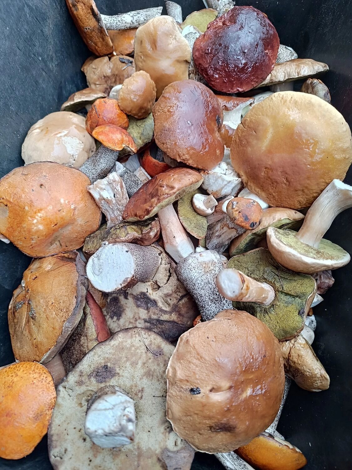 Грибы, которые нашел Вадим Булавинов в лесу