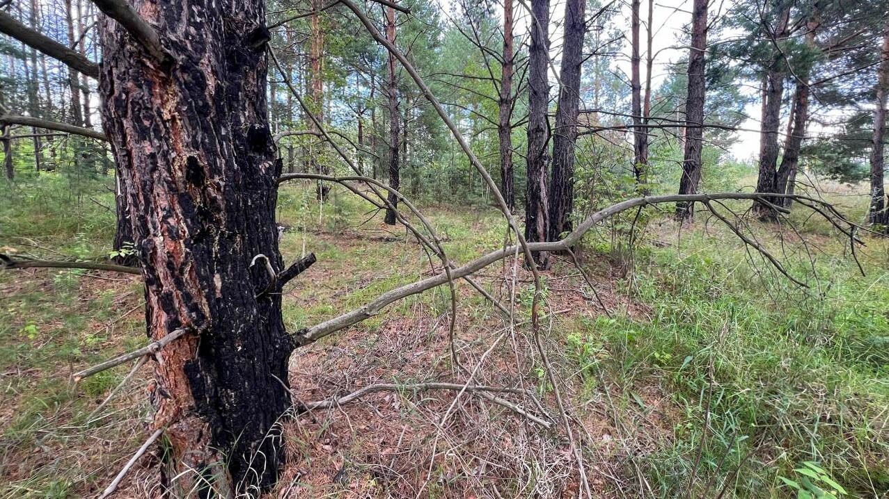 Лес у деревни Пиголи, где в 2010 году был лесной пожар