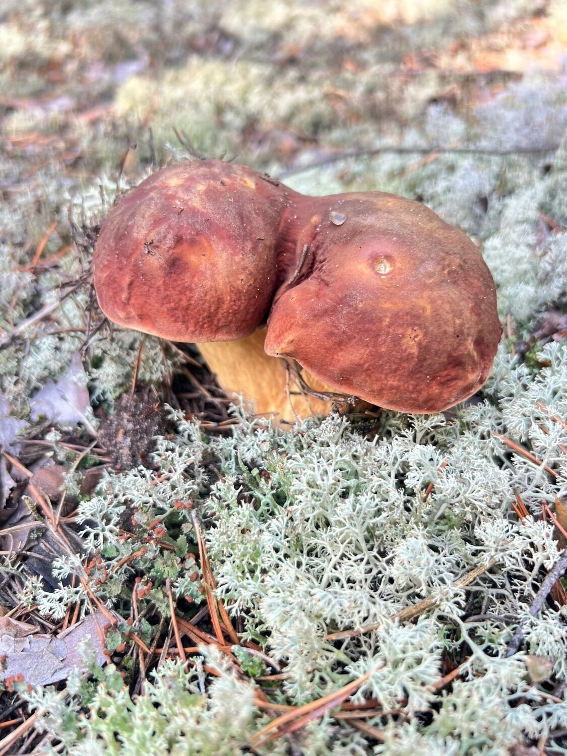 Грибы-уродцы в Нижегородской области