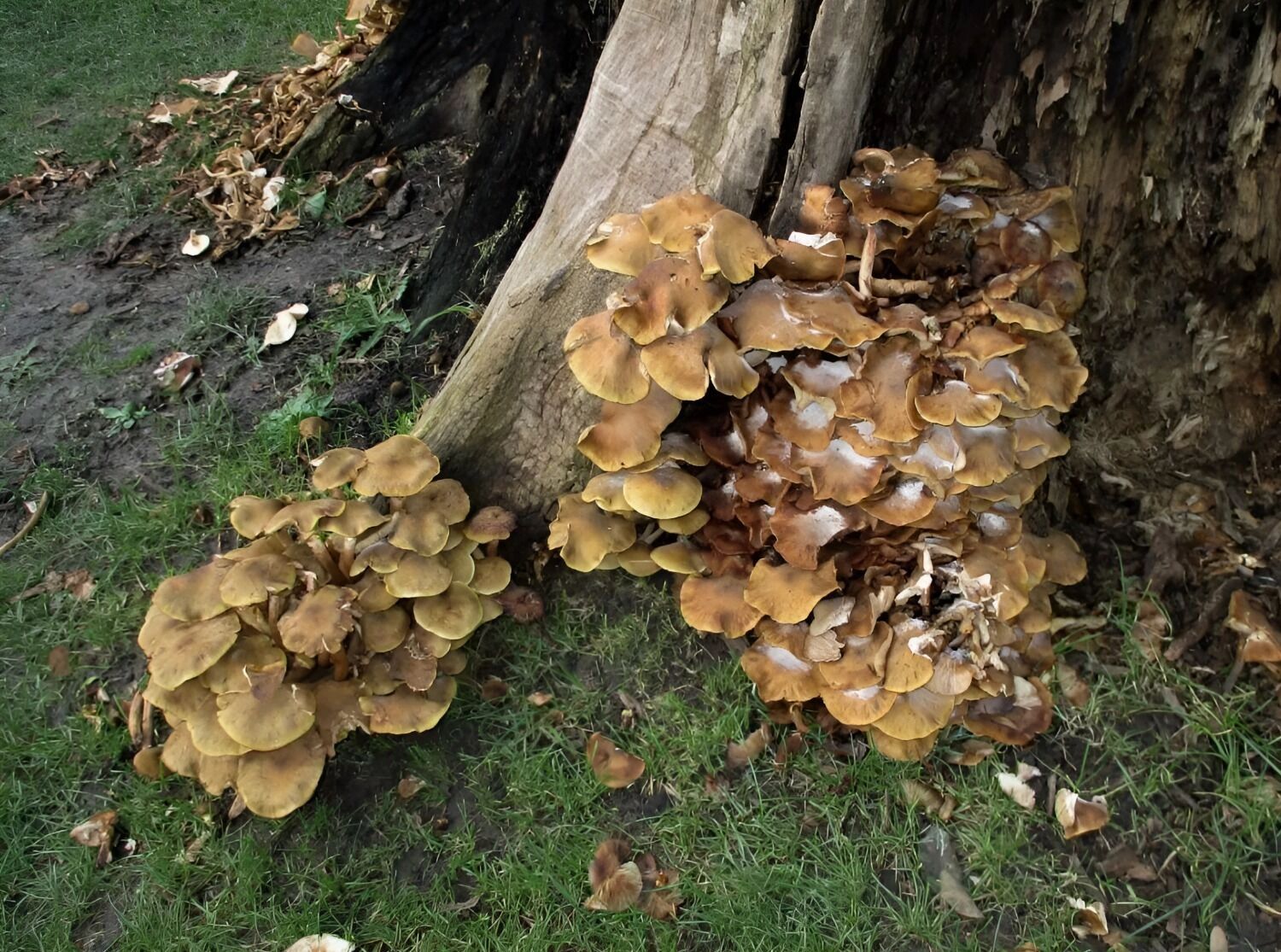 осенние опята