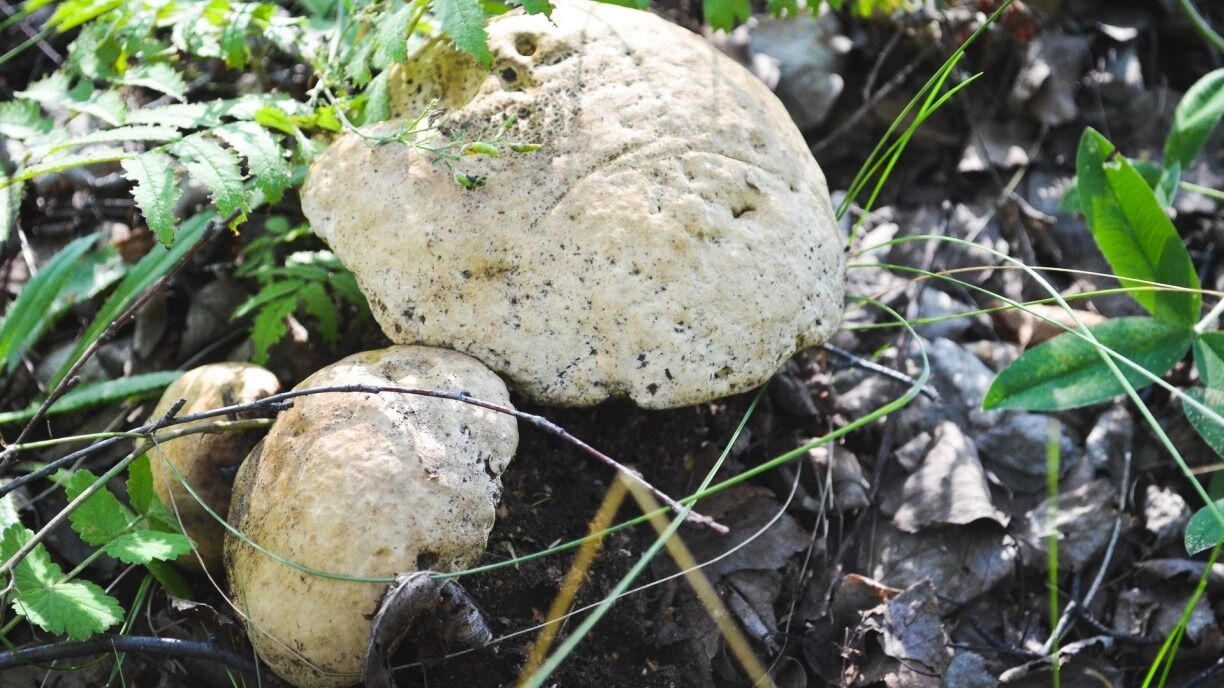 На фото: грибы растут в лесу