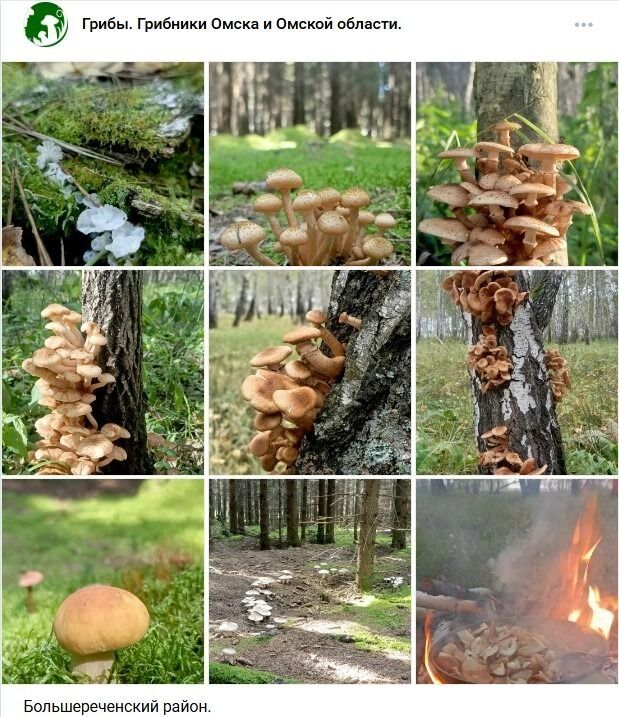 Грибы в&nbsp;Большереченском районе