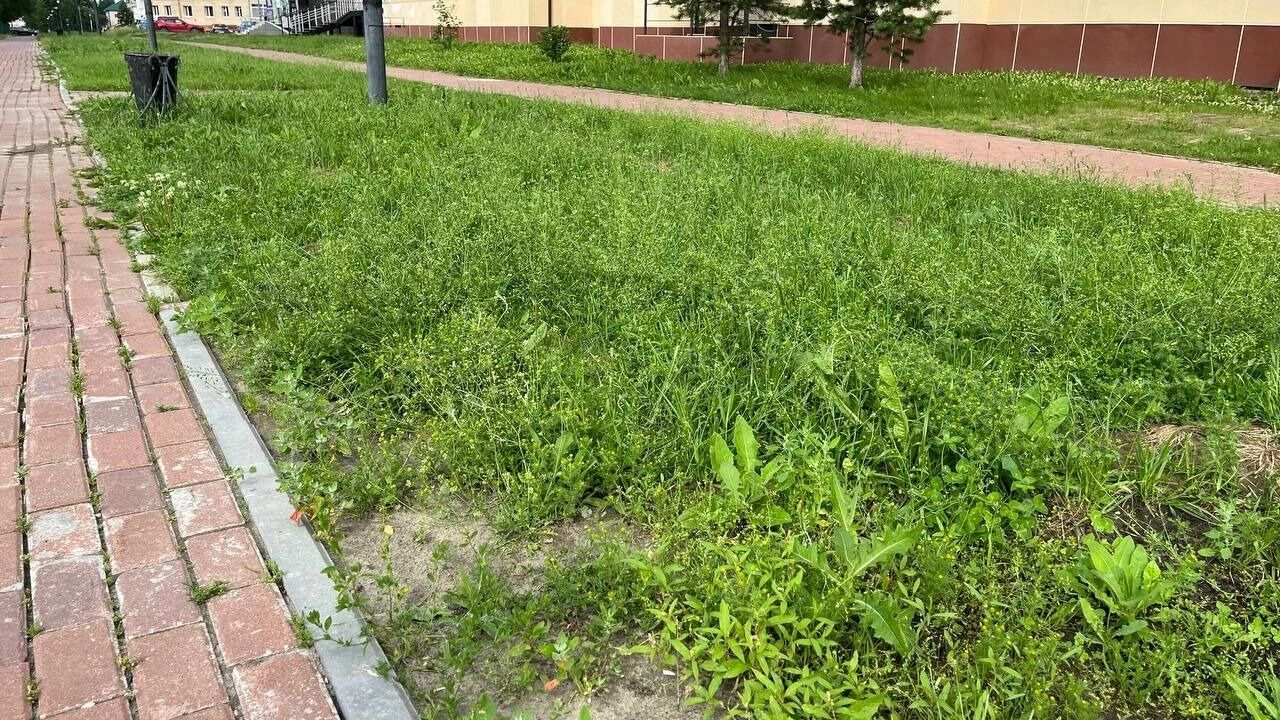 Покос в парке Победы