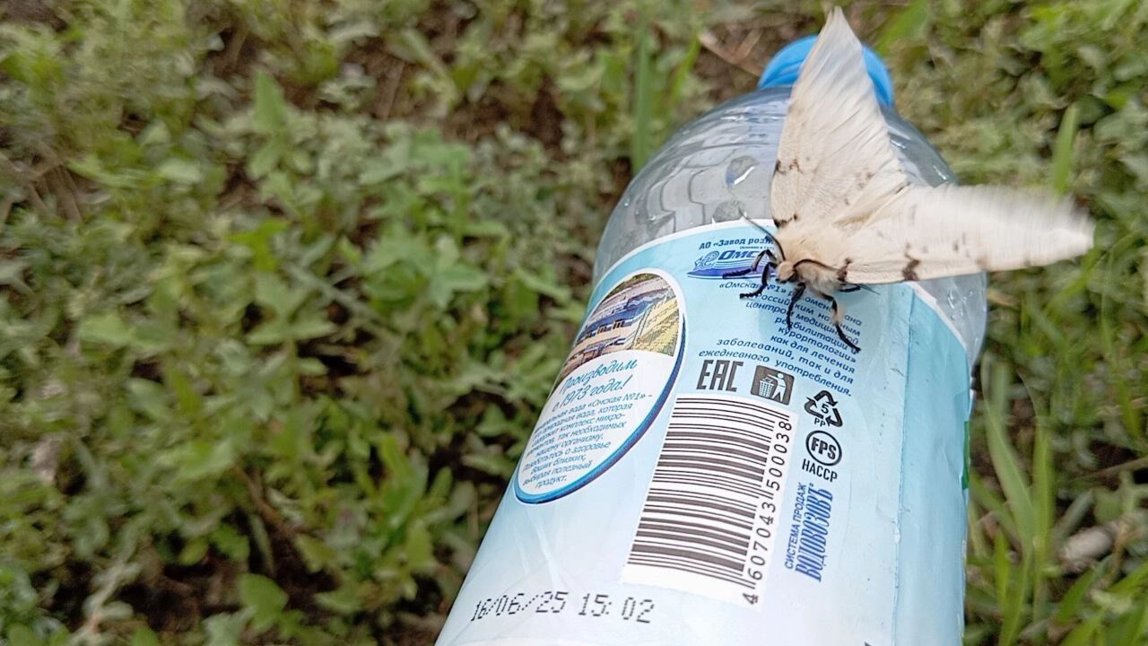 Красивый белый мотылек, очень большой