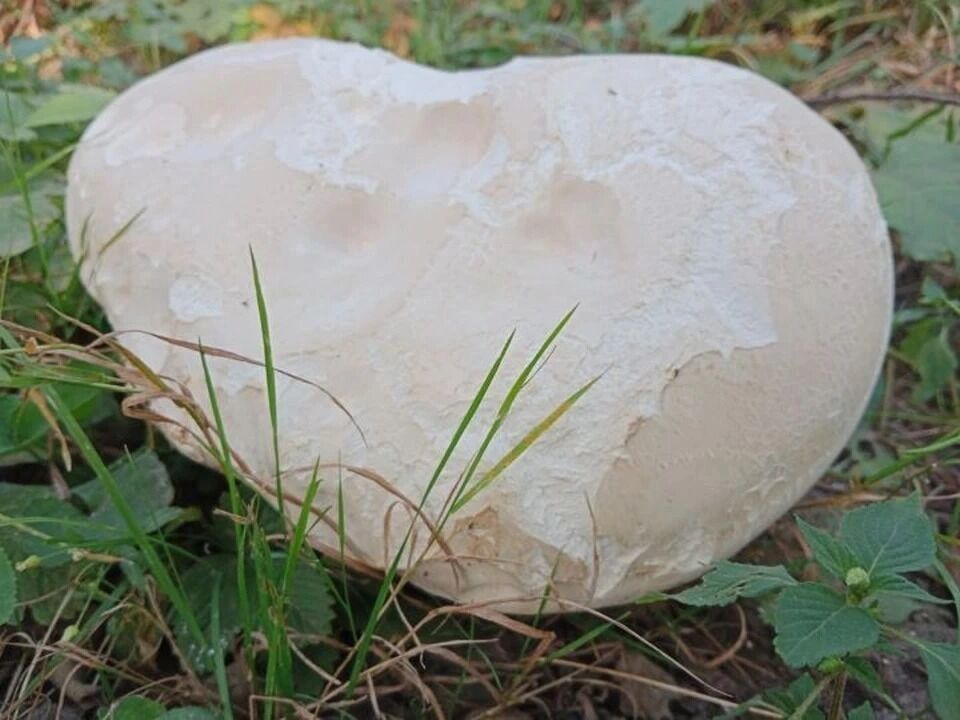 Гигантский гриб-головач в Курске