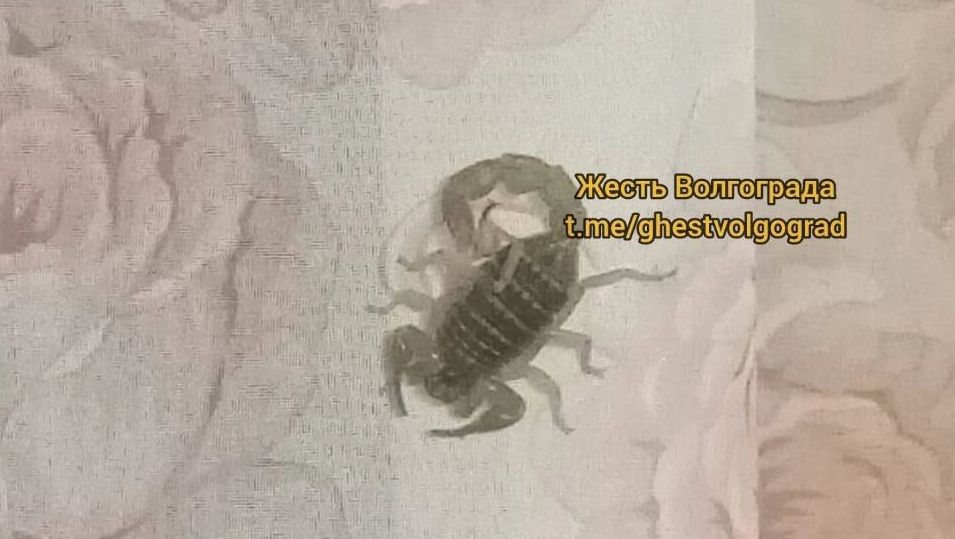 Скорпион пестрый