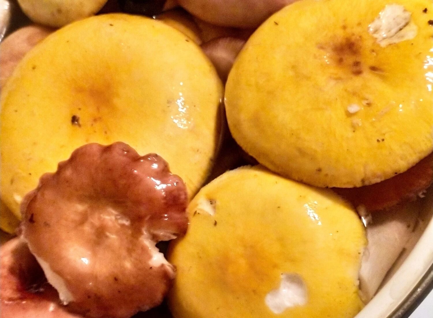 Сыроежки и другие грибы из Зеленого города