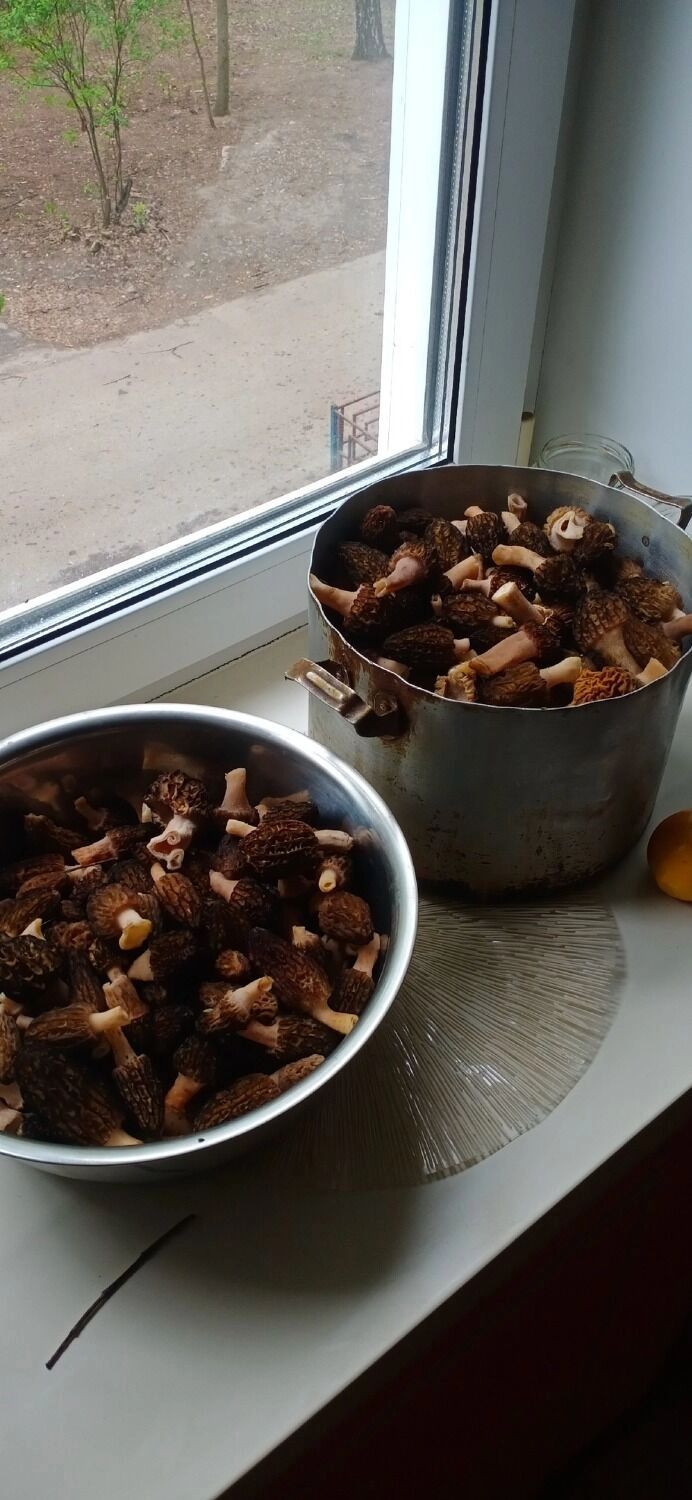 Сморчки из Арзамаса