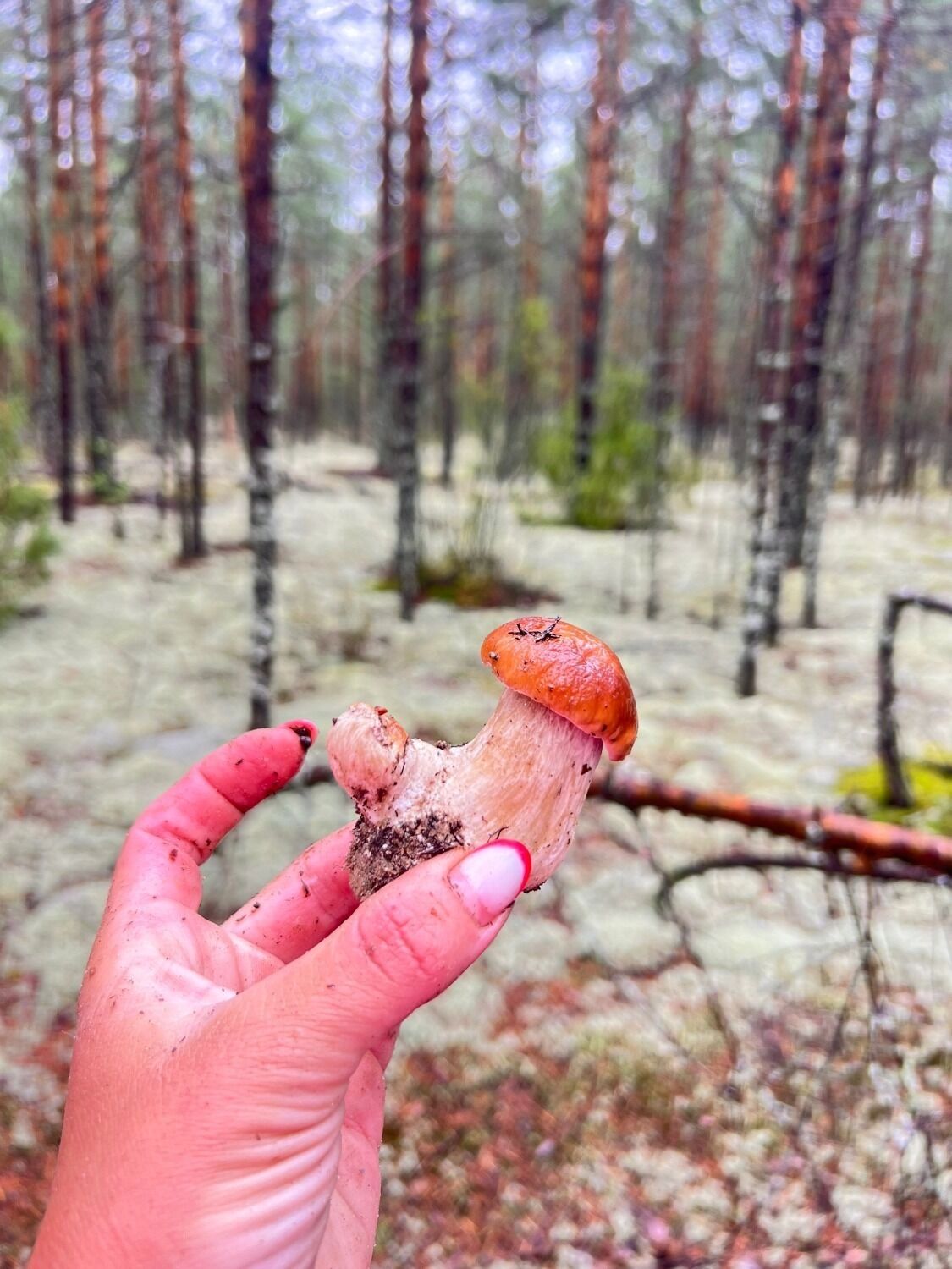 Грибы-уродцы в Нижегородской области