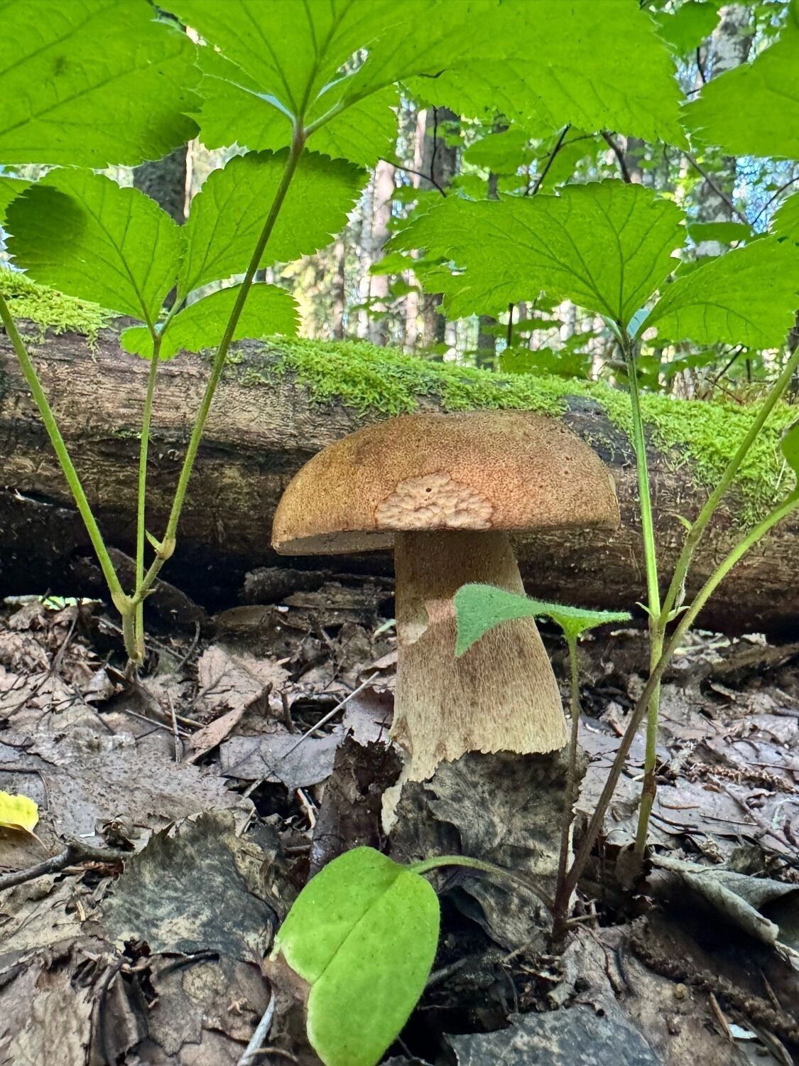 Еще один — не хуже предыдущего