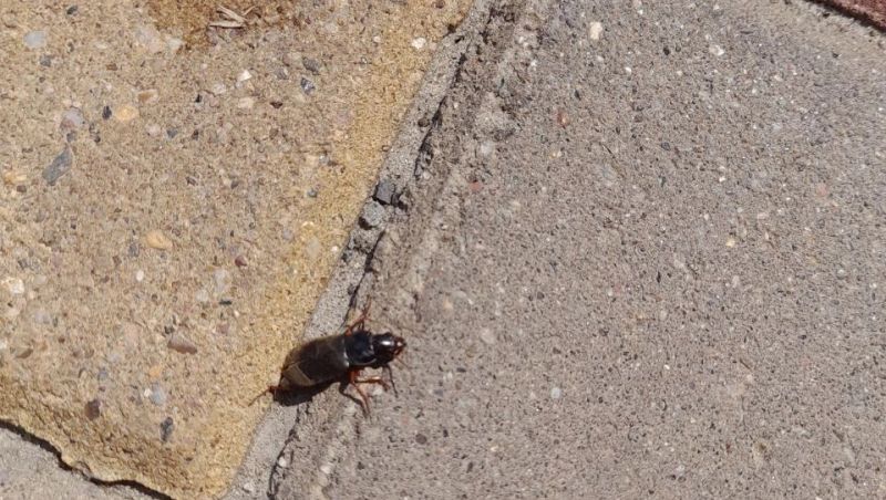 Құрылысшы Г., Белгород облысы, жезөкшелер