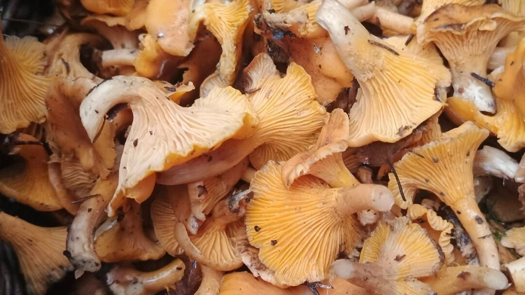 Какие грибы растут в Нижегородской области в декабре