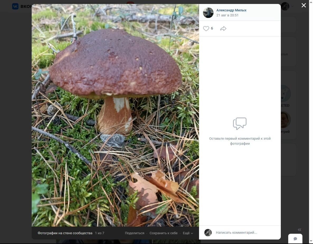 Черная лисичка