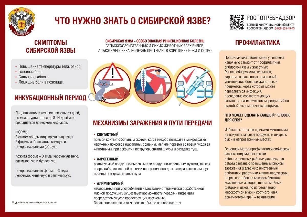 Что нужно знать нижегородцам о сибирской язве.
